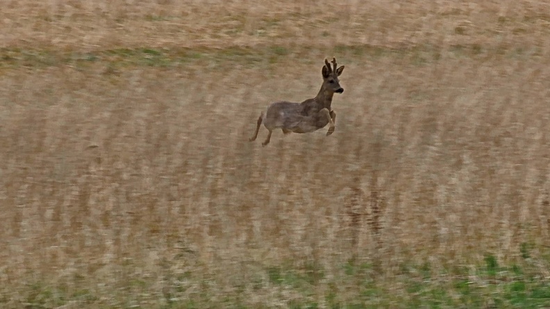 p25023.jpg